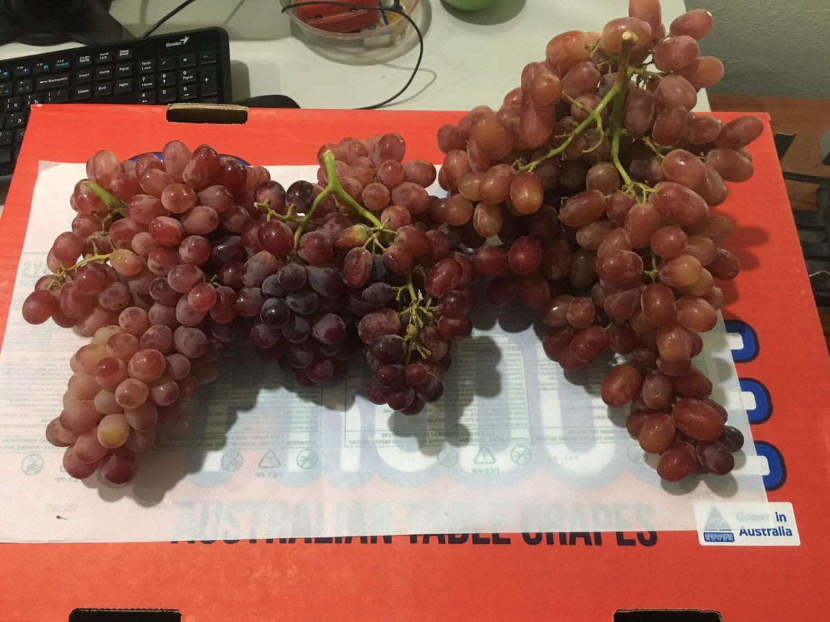 Chị Lan (Hà Đông, Hà Nội) cho biết cũng vài lần mua nho đỏ kẹo về ăn. Chị Chị Lan đoán được đây là hàng Trung Quốc nhưng phải công nhận là nho đỏ kẹo ăn rất ngon, vừa ngọt, không hạt lại tươi.