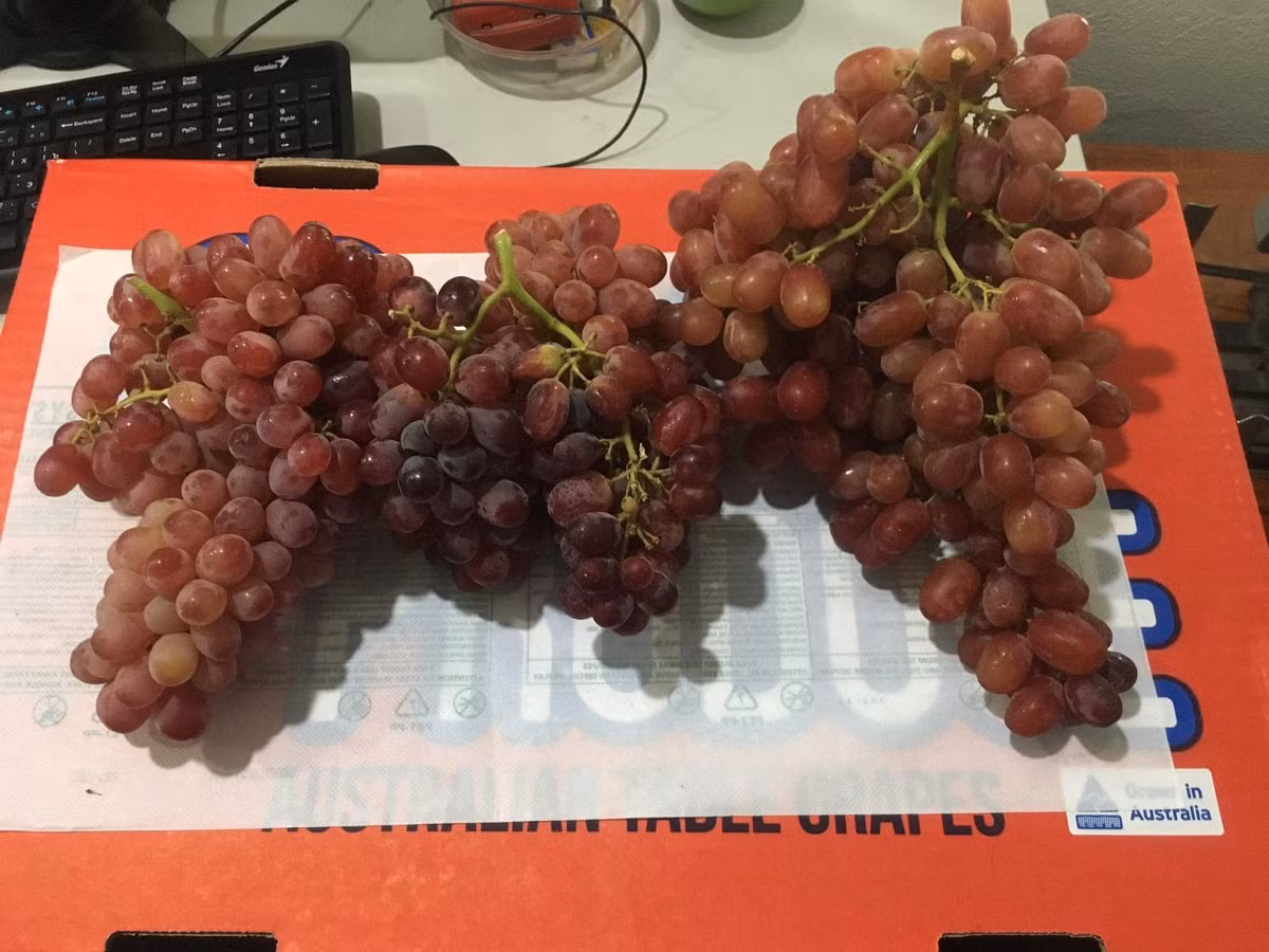 Chị Lan (Hà Đông, Hà Nội) cho biết cũng vài lần mua nho đỏ kẹo về ăn. Chị Chị Lan đoán được đây là hàng Trung Quốc nhưng phải công nhận là nho đỏ kẹo ăn rất ngon, vừa ngọt, không hạt lại tươi.