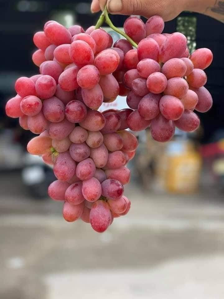 Hơn nữa, loại nho này lại không hạt, có vị ngọt thơm như kẹo.