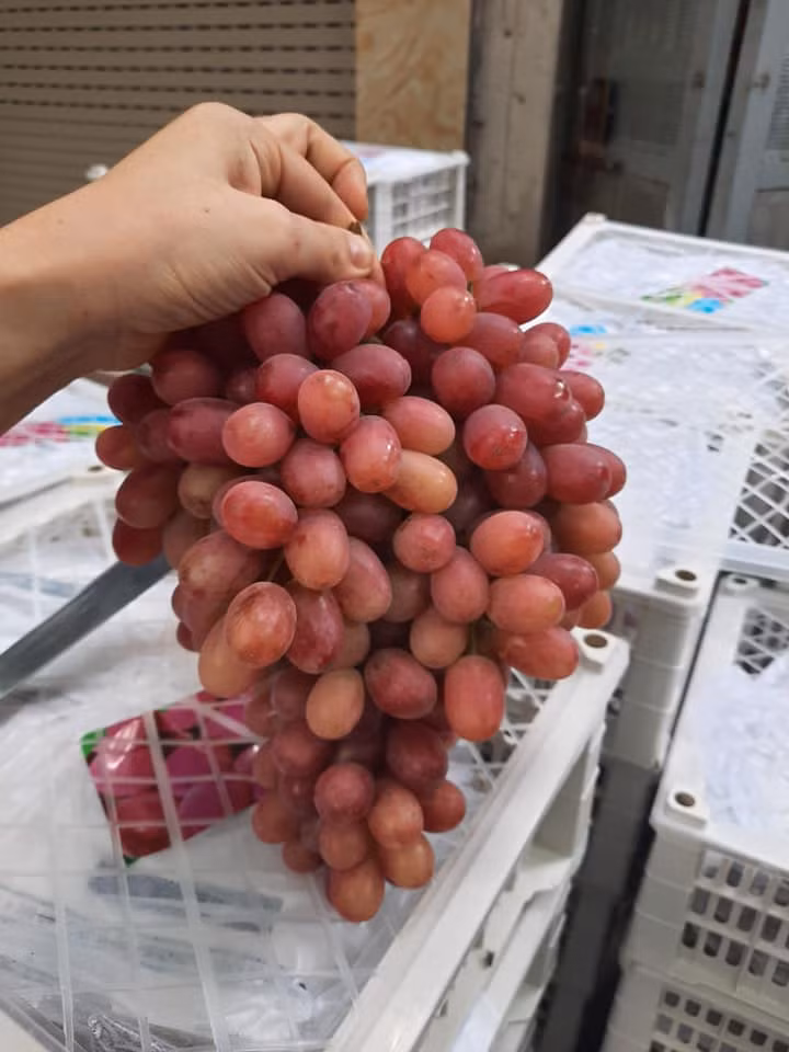 Ưu điểm của loại nho này là đều quả, đỏ hồng, cứng đanh, giòn, cuống tươi đến từng nhánh nhỏ.