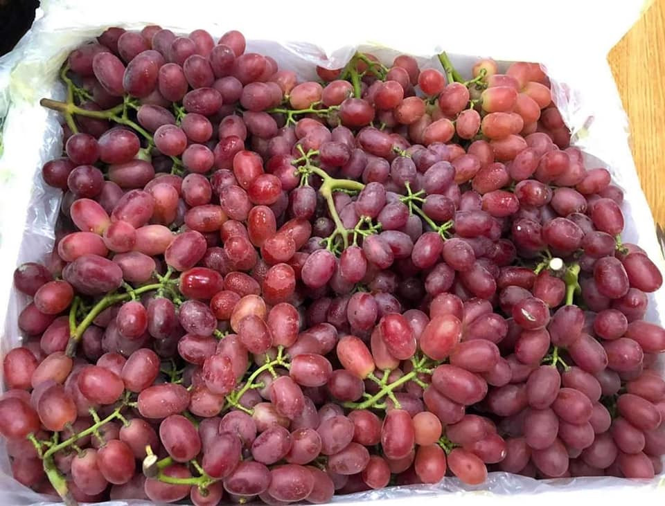 Tươi, ngon lại có giá bán lẻ chỉ từ 60.000 - 80.000 đồng/kg nên nho đỏ kẹo không hạt đang được nhiều khách hàng ưa chuộng.