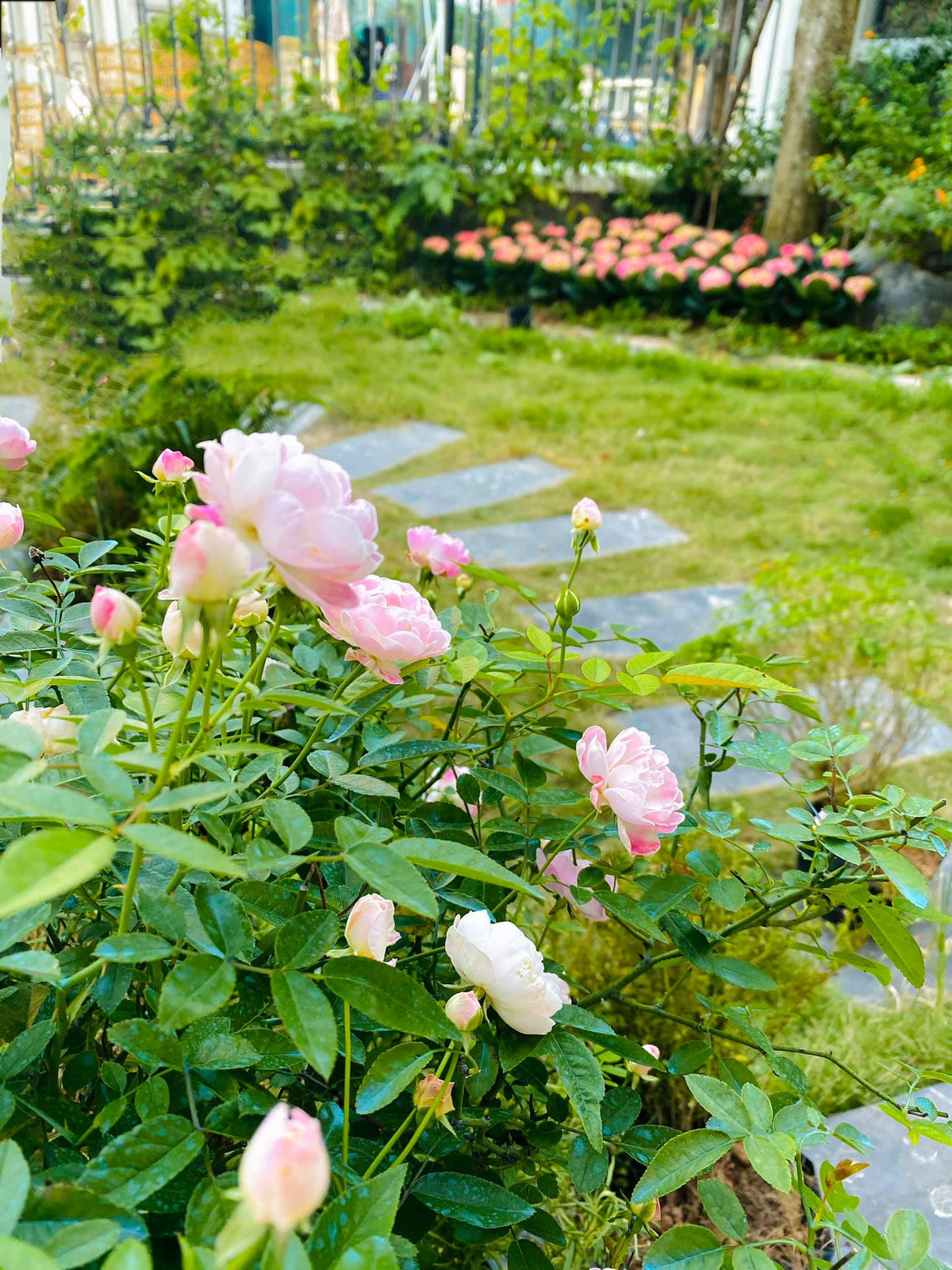 Từng khóm hoa đua nhau khoe sắc.