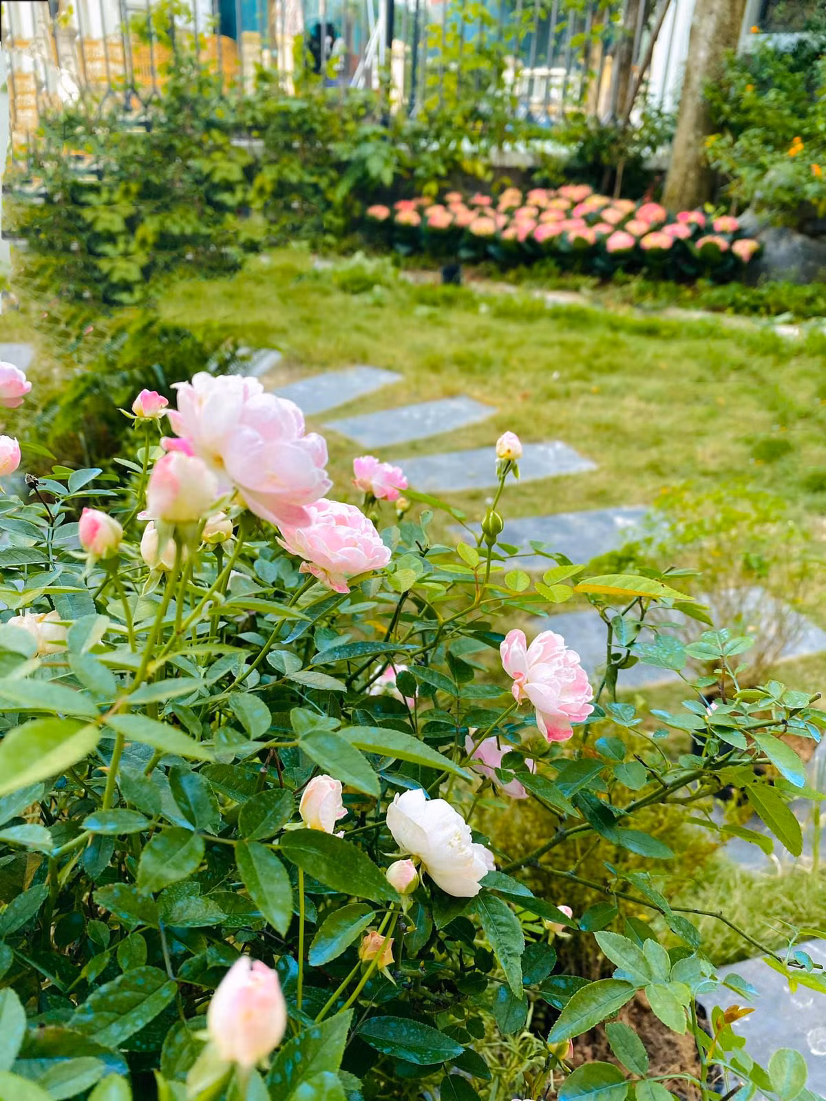 Từng khóm hoa đua nhau khoe sắc.