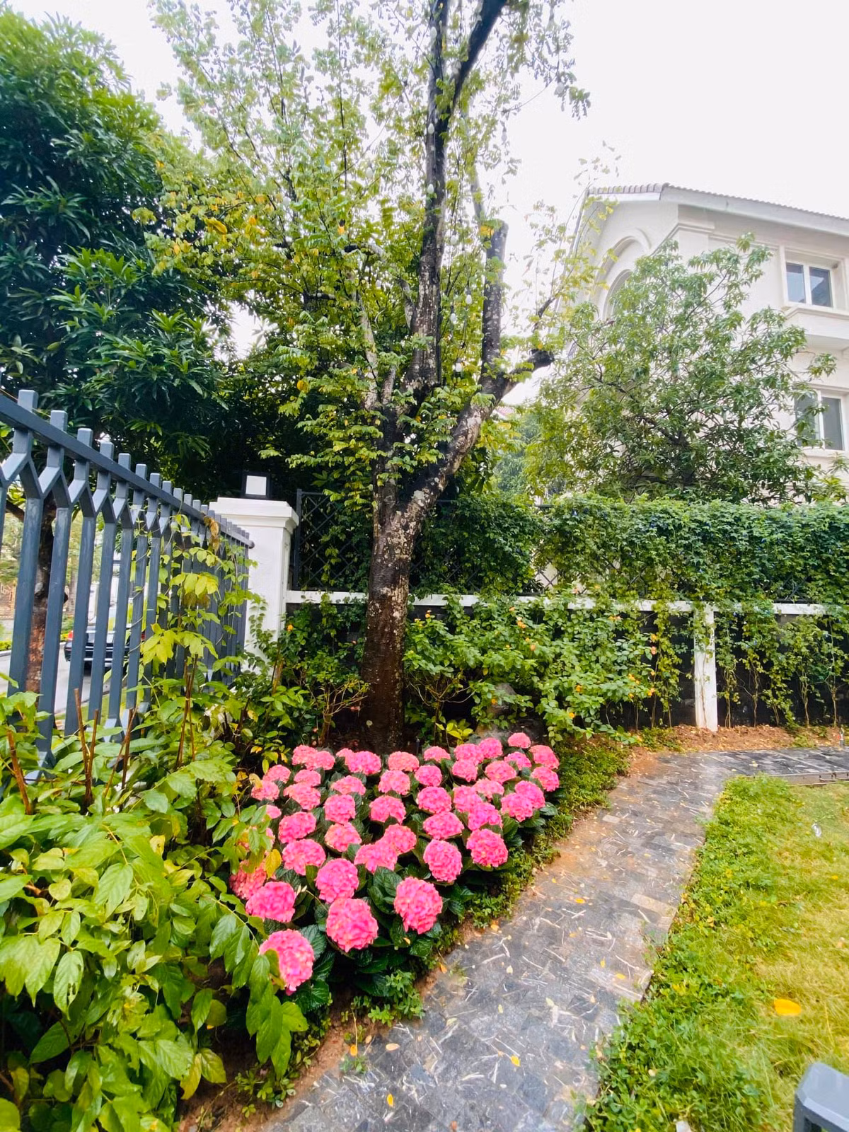 Đặc biệt nhất là khu vườn ngập tràn màu sắc được Lã Thanh Huyền tự tay chăm chút tỉ mỉỉ.