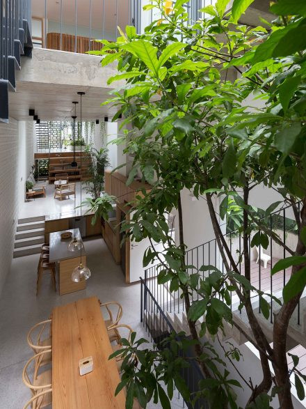 Các loại cây như khế, bưởi, lộc vừng, hoa giấy vừa quen thuộc với người Việt vừa có lá xanh quanh năm.