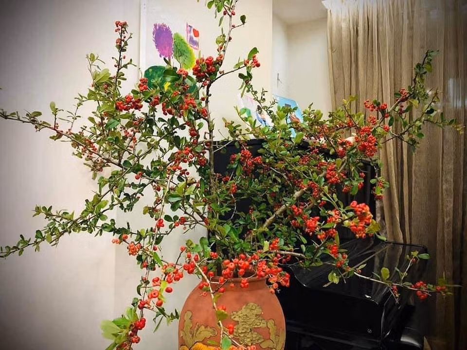 Những cành cherry rừng có giá bán từ 130.000 - 200.000 đồng/bó (từ 2-4 cành).