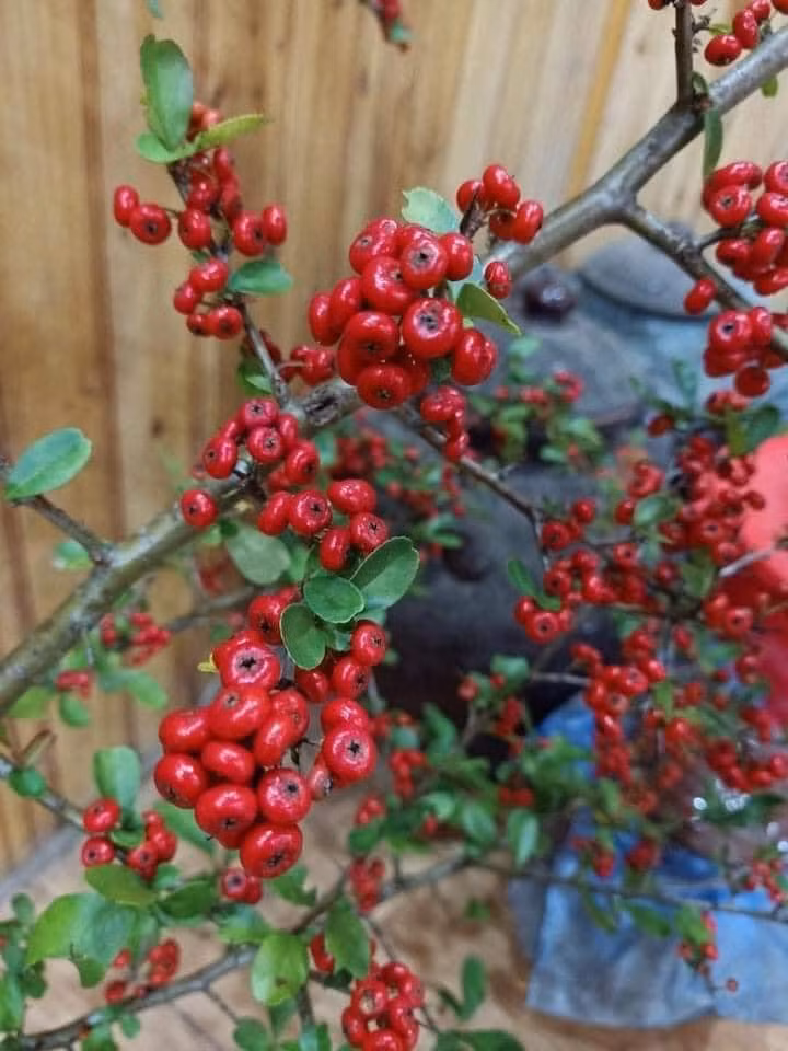 Ưu điểm của những cành cherry rừng là không độc hại mà chơi thoải mái được 8-10 ngày.