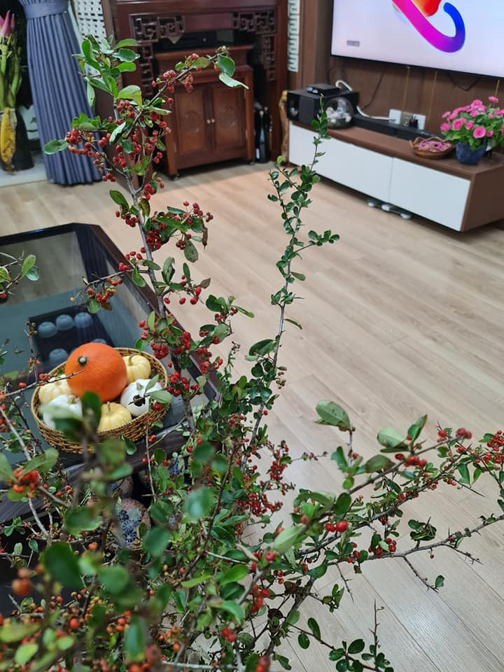 Chị Thương (Hà Đông, Hà Nội) chia sẻ: "Điều tôi thích nhất là quả cherry rừng đỏ, mọc chi chít giúp không gian phòng thêm tươi tắn".