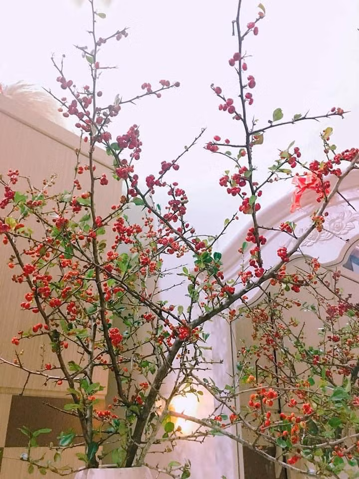 Cherry rừng không có nhiều, mỗi được chỉ được vài bó nên hàng về buổi sáng đến trưa đã hết. Nhiều khách phải đợi cả tuần mới mua được.