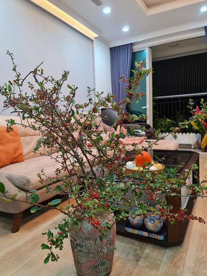 Khi cắm lên bình, những cành cherry rừng mang đến vẻ hoang dã của tự nhiên.