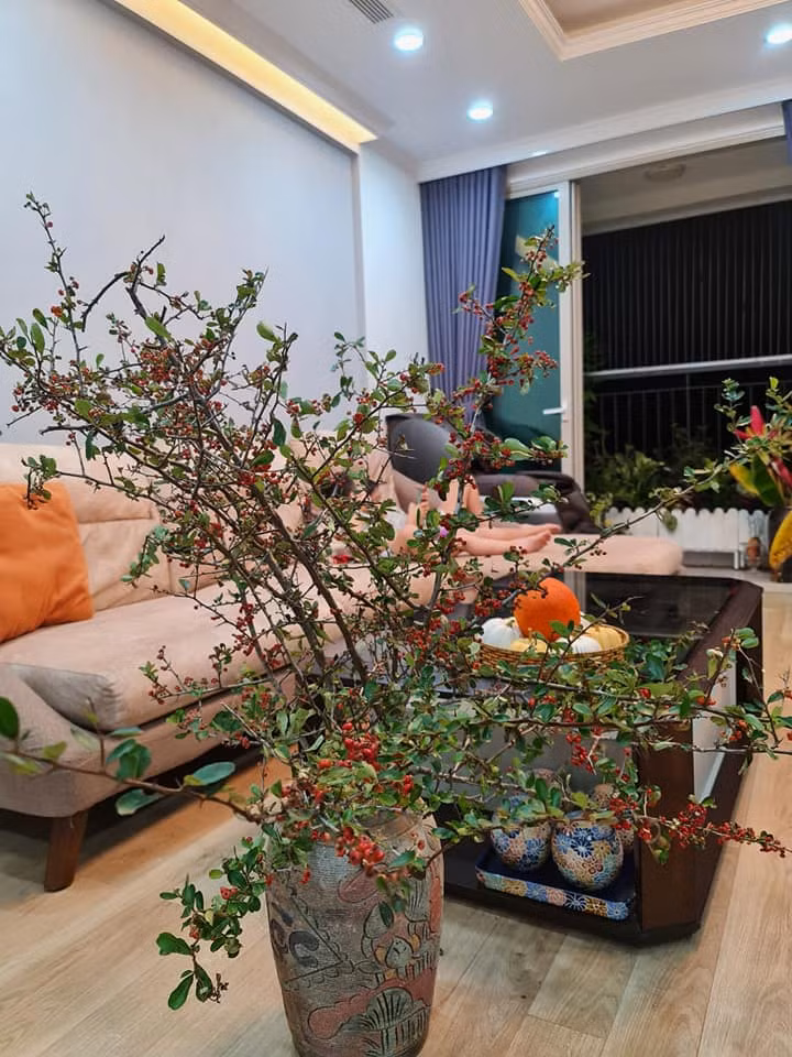 Khi cắm lên bình, những cành cherry rừng mang đến vẻ hoang dã của tự nhiên.