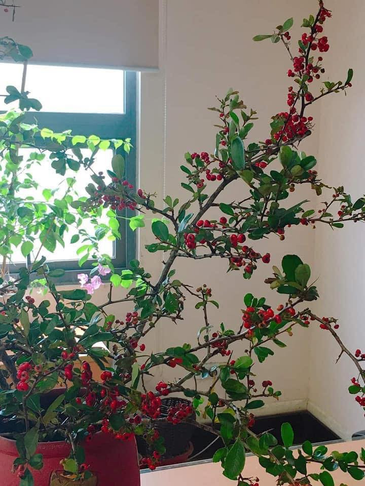 Cành cherry rừng mọc hoang vùng bỗng sốt chợ mạng thủ đô Canh cherry rung moc hoang vung bong sot cho mang thu do