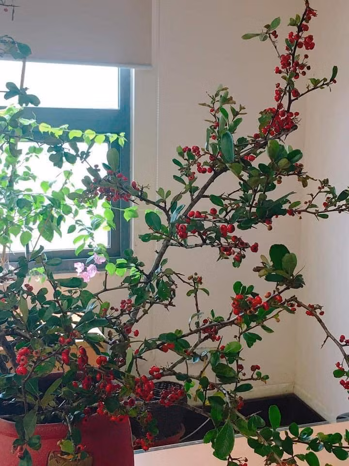 Canh cherry rung moc hoang vung bong sot cho mang thu do