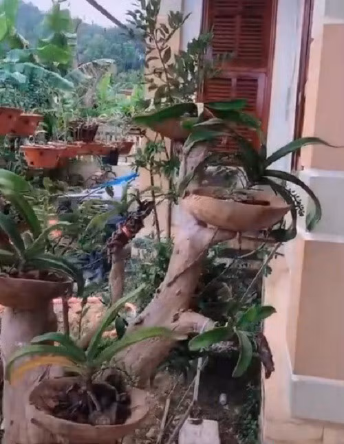 Trong khuôn nhà có một vườn lan lớn, thiết kế đúng tiêu chuẩn để chăm sóc lan. Ảnh: Tiktok