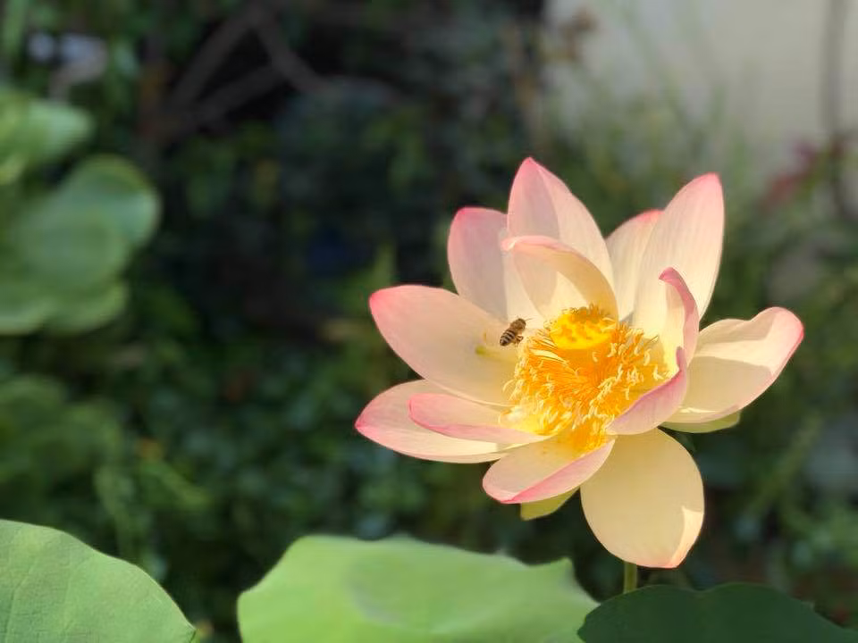 Bông sen đậm chất Việt khoe sắc trong vườn. Nguồn ảnh: FBNV.