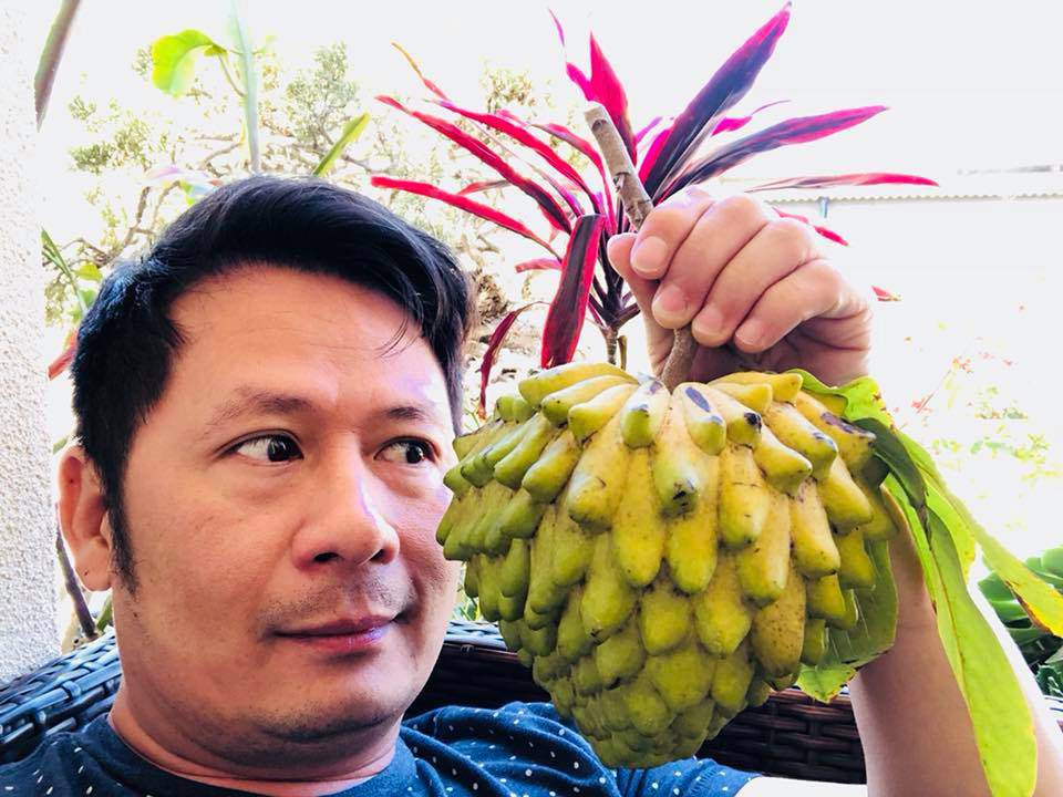 Cây mãng cầu do chính tay mẹ Bằng Kiều trồng cho trái to.