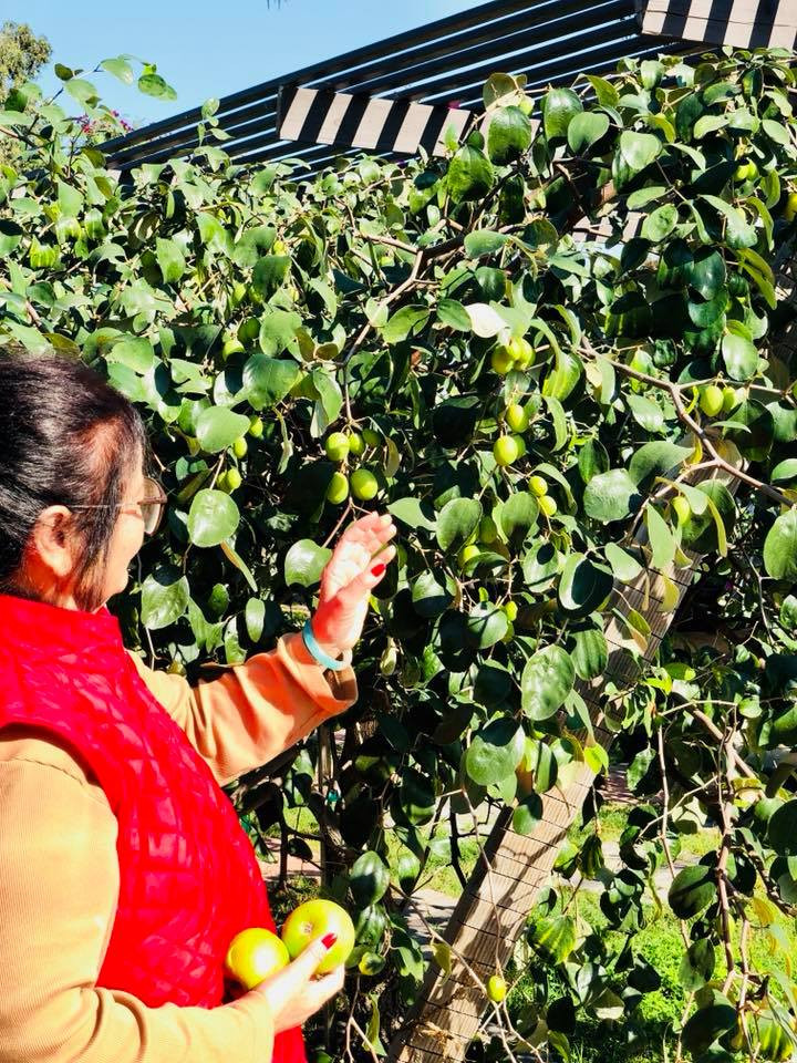 Ngoài ra, Bằng Kiều còn trồng những loại cây ăn quả mang hương vị quê nhà như bưởi, ổi...và cả táo ta.