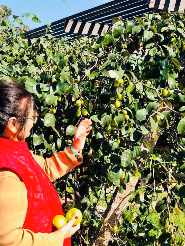 Ngoài ra, Bằng Kiều còn trồng những loại cây ăn quả mang hương vị quê nhà như bưởi, ổi...và cả táo ta.