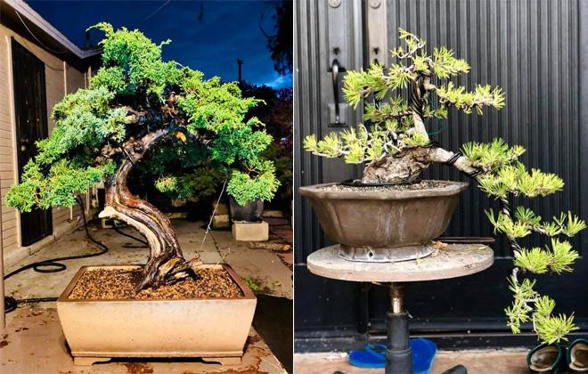 Không chỉ vậy, khu vườn trong nhà giọng ca "Trái tim bên lề" còn có nhiều loại cây bonsai đẹp, độc đáo.