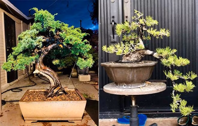 Không chỉ vậy, khu vườn trong nhà giọng ca "Trái tim bên lề" còn có nhiều loại cây bonsai đẹp, độc đáo.