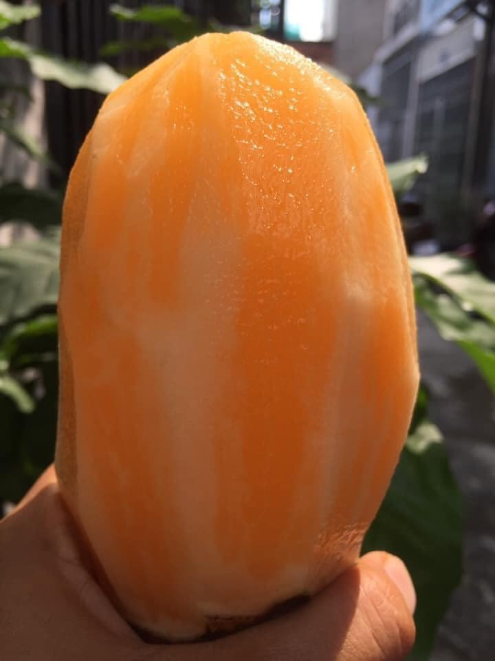 Sâm đất Lào Cai có giá bán từ 15.000 - 30.000 đồng/kg. Củ sâm đất có ruột vàng nhạt hoặc trắng trong. Khi ăn sẽ có hương vị như nhân sâm, giòn, ngọt, mát.