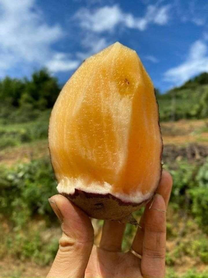 Những năm gần đây, nhiều bà nội trợ Hà thành lùng mua sâm đất (khoai sâm) Lào Cai. Không chỉ có giá bán rẻ, sâm đất còn được quảng cáo là có nhiều công dụng như giải nhiệt, làm đẹp da...