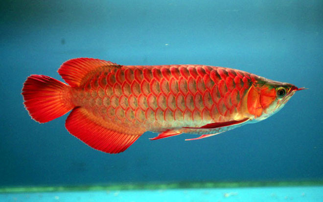 Cá rồng huyết long là loài đứng đầu trong dòng cá rồng về cả màu sắc cũng như giá trị. Ảnh: Internet.