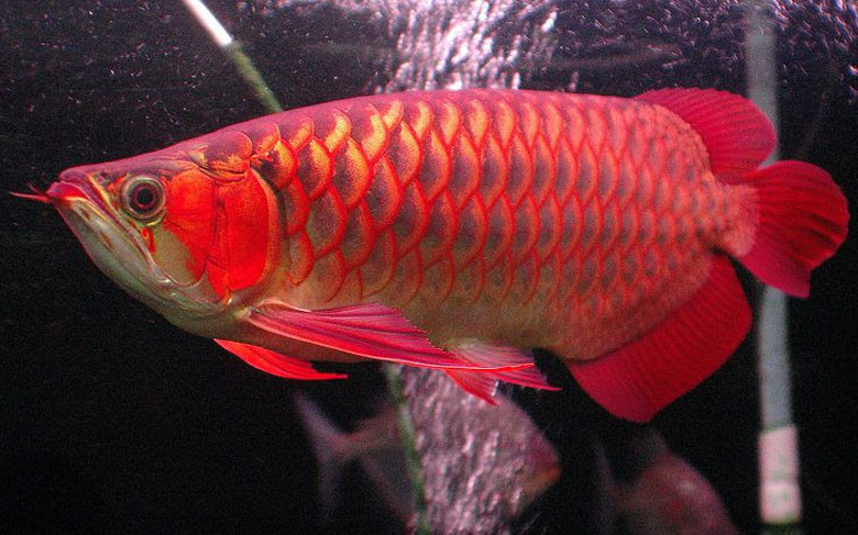 Huyết long được xem là dòng cá rồng cao cấp, dân chơi cá thế giới cũng chỉ có vài người may mắn được sở hữu. Ảnh: Thukieng