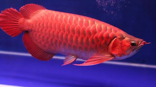 Thậm chí, thị trường từng có những con cá huyết long rao bán với mức trên 1 tỷ đồng vì trọng lượng lớn (trên 2kg), đột biến về màu sắc hoặc hình dáng, thuộc hàng quý hiếm. Ảnh: Internet.