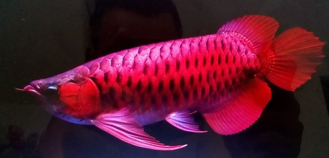 Tùy theo chất lượng, kích thước mà mỗi con cá có giá bán trung bình 1.000-2.000 USD/con, gấp hàng trăm lần so giá của cá cảnh thông thường. Ảnh: Internet.
