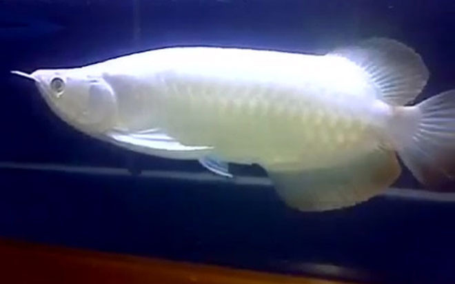 Loài huyết rồng đột biến về da cũng rất được ưa chuộng, thậm chí có nơi bán với giá lên đến 80.000 USD. Ảnh: Internet.