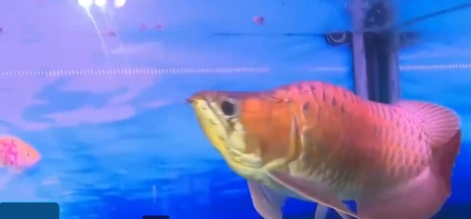 Theo vị chủ nhân của con cá rồng này, một con huyết long được định giá cao khi toàn thân cân đối, hai vây bơi căng đều, đuôi to, xòe như cánh quạt. Ảnh: VTV9