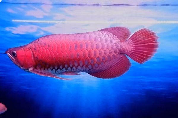 Ca rong nua ty o TP.HCM: Chuyen thuong... nhieu long huyet dat hon sieu xe