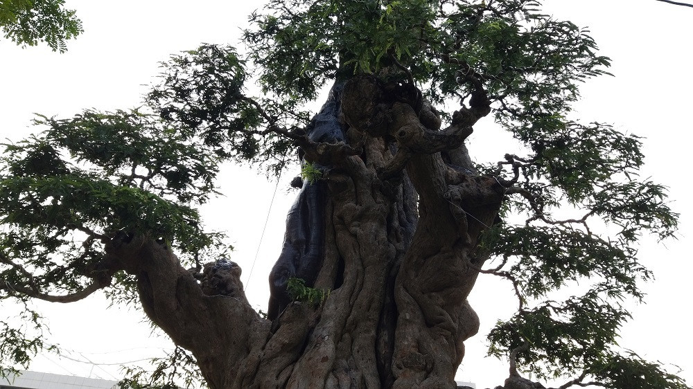 Xuất hiện tại Hội chợ hoa xuân Phú Mỹ Hưng (quận 7, TP HCM) năm 2019, cây me cổ của nghệ nhân Trần Thanh Phong (quê Cai Lậy, Tiền Giang) thu hút sự chú ý của khách tham quan bởi chiều cao 8m, nhiều vết u nần. Ảnh: Vietnamnet.