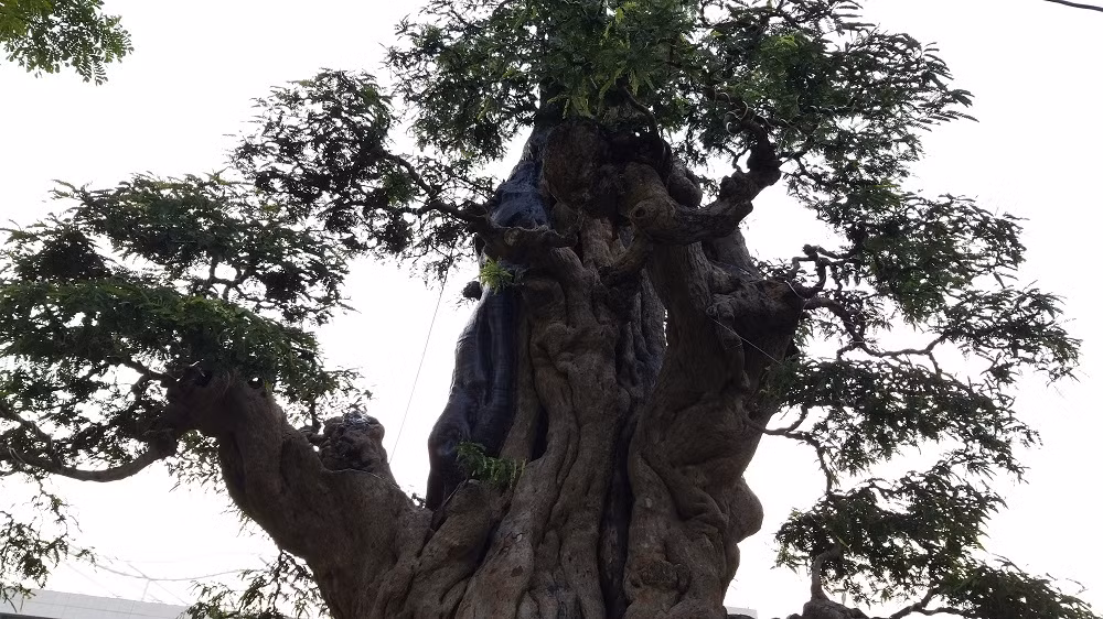 Xuất hiện tại Hội chợ hoa xuân Phú Mỹ Hưng (quận 7, TP HCM) năm 2019, cây me cổ của nghệ nhân Trần Thanh Phong (quê Cai Lậy, Tiền Giang) thu hút sự chú ý của khách tham quan bởi chiều cao 8m, nhiều vết u nần. Ảnh: Vietnamnet.