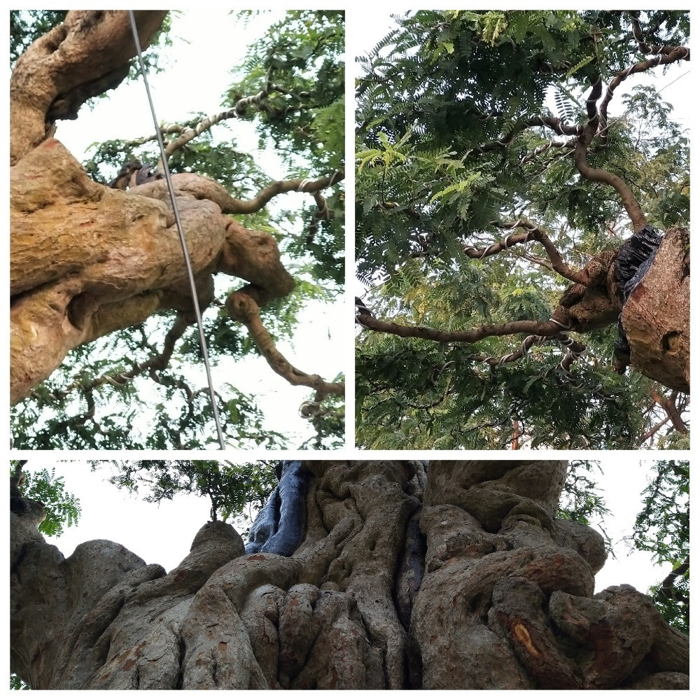 Theo chủ nhân, cây me cổ nhưng vẫn cho ra hoa, trái liên tục. Đã có người trả giá mua cây, nhưng thấp hơn mức 2 tỷ nên anh chưa bán. Ảnh: Vietnamnet