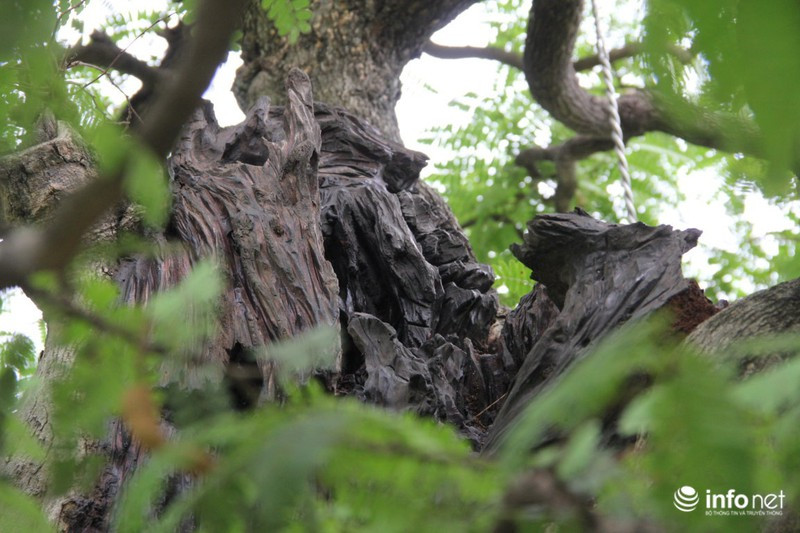 Cây me cổ có chiều cao khoảng 3 m, tán rộng 4,5 m được trồng chậu lớn với trọng lượng khoảng 5 tấn. Ảnh: Infonet.