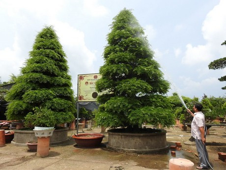 Được xác lập Kỷ lục Việt Nam "Cặp me kiểng cổ nhất" vào ngày 21/9/2013, cặp me cổ của anh Lộc hiện có giá trị khoảng 10 tỷ đồng. Ảnh: Dân Việt.