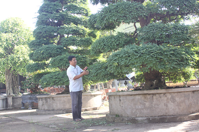Trong vườn của nghệ nhân bonsai Nguyễn Phước Lộc (xã Tân Khánh Đông, TP Sa Đéc, Đồng Tháp) có cặp me kiểng 160 năm tuổi. Ảnh: Báo đồng tháp