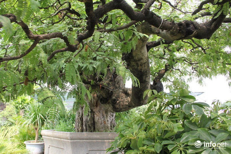 Một nhánh cây vươn ra từ gốc tựa như một đám mây bay. Ảnh: Infonet.