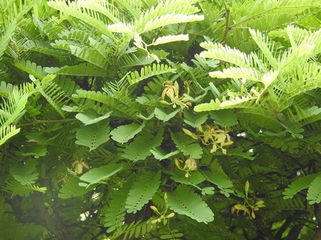 Hằng năm, cây thường ra hoa và trái rất nhiều. Ảnh: Dân Việt.