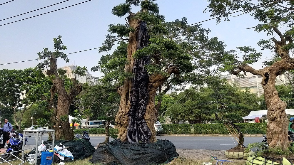 Cây me có tuổi đời hàng trăm năm, mang dáng trực. Ảnh: Vietnamnet.