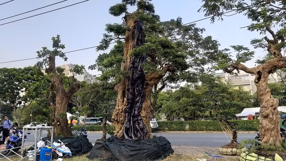 Cây me có tuổi đời hàng trăm năm, mang dáng trực. Ảnh: Vietnamnet.