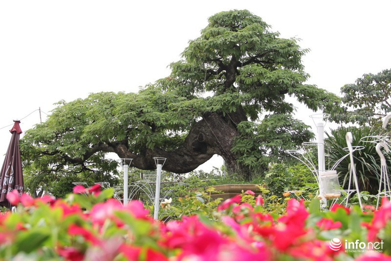Cây me có kiểu dáng độc đáo của nghệ nhân cây cảnh Võ Văn Hai ở phường Linh Đông, quận Thủ Đức, TP HCM từng được rao bán 3,5 tỷ đồng. Ảnh: Infonet.
