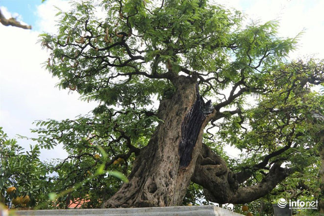 Phần thân cây nhìn như một ngọn thác chảy qua ghềnh đá. Cành cây nhiều tầng, xòe ra trông như một ngọn núi, xen kẽ là những quả me chín mọng. Ảnh: Infonet.