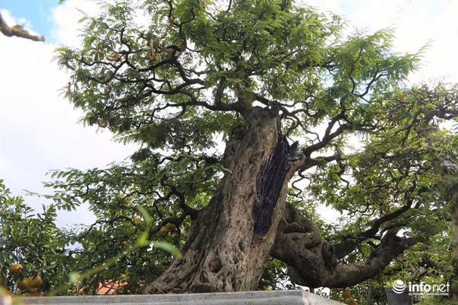 Phần thân cây nhìn như một ngọn thác chảy qua ghềnh đá. Cành cây nhiều tầng, xòe ra trông như một ngọn núi, xen kẽ là những quả me chín mọng. Ảnh: Infonet.