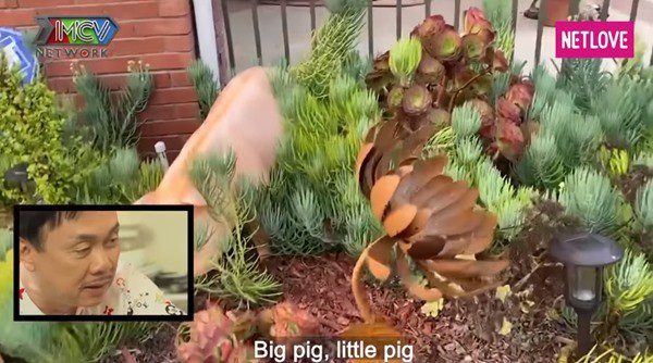 Sân trước nhà trồng nhiều cỏ và hoa lá. Đặc biệt, trong nhà chỗ nào cũng có những chú heo đáng yêu, như tên thường gọi của bà xã Chí Tài. Ảnh: Netlove