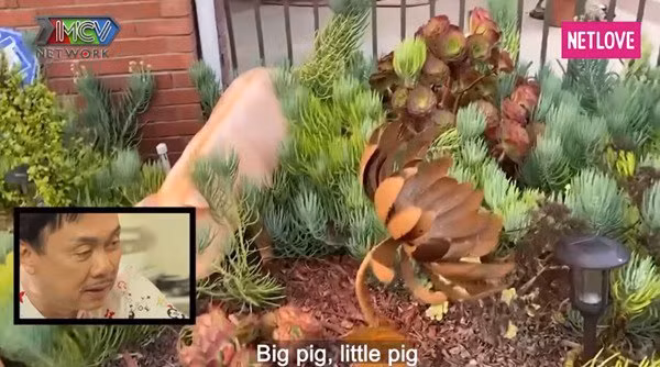 Sân trước nhà trồng nhiều cỏ và hoa lá. Đặc biệt, trong nhà chỗ nào cũng có những chú heo đáng yêu, như tên thường gọi của bà xã Chí Tài. Ảnh: Netlove