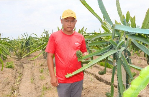 Thân cây thanh long vàng có nhiều gai hơn so với các loại thanh long khác. Khi trái chưa chín, vỏ có màu xanh, trên vỏ có rất nhiều gai nhọn rất dễ phân biệt so với các loại thanh long thường. Ảnh: Nông nghiệp.