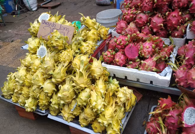 Những ngày đầu tháng 10, nhiều người không khỏi ngạc nhiên khi điểm bán trái cây trên đường Trịnh Hoài Đức (quận Bình Thạnh, bên hông chợ Bà Chiểu, TP HCM) có thanh long vàng với giá chỉ 25.000 đồng/kg. Ảnh: Người lao động.